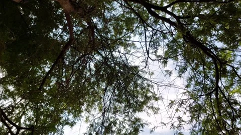 Old barn under a big tree Stock Footage 263855830