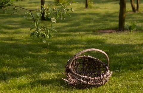 Old basket in orchard Stock Photos