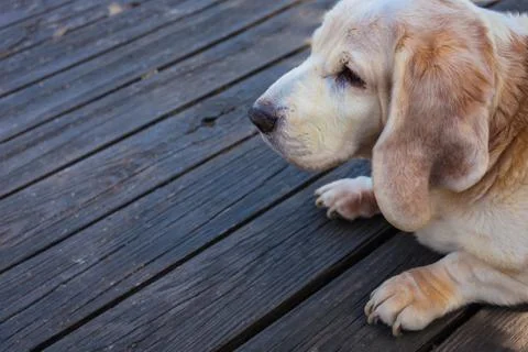 Old basset hound looking of camera on wood deck Stock Photos