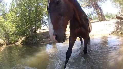 Old bay horse having fun in water splashing and playing Stock Footage 201972062