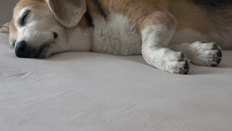 Old beagle dog sleeping on the bed Stock Footage 158945527