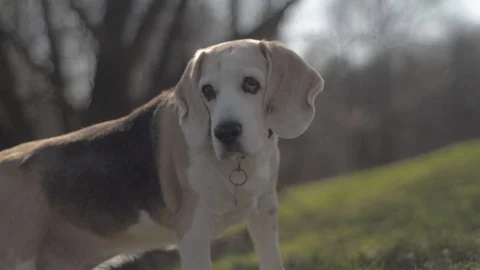 Old beagle dog sniffing and looking arround Stock Footage