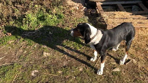 Old beagle or hound dog search around, sniffing grass and ground in the village. Stock Footage 123738961