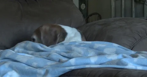 Old Beagle Sitting on Couch Stock Footage 77429194