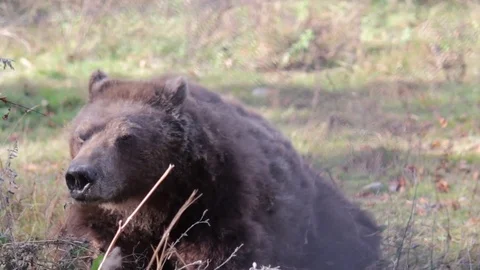 An old bear in the autumn Video stock 77227352