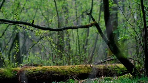 A old, beautiful, spring forest. Stock Footage 153344414