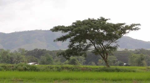 The old beautiful tree in the field  Stock Footage 1015777