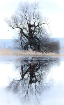 Old beautiful tree in the water with reflection Foto stock