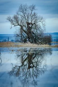 Old beautiful tree in the water with reflection Stock Photos