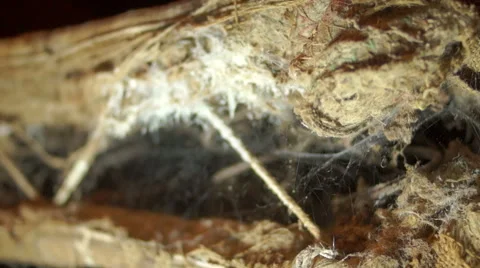 Old bed mattresses Видео 45588275