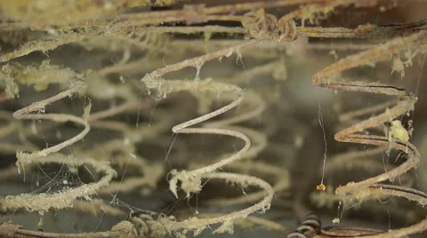 Old bed springs Видео 45588292