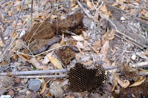 Old bee hive cluster 2 Stock-Fotos