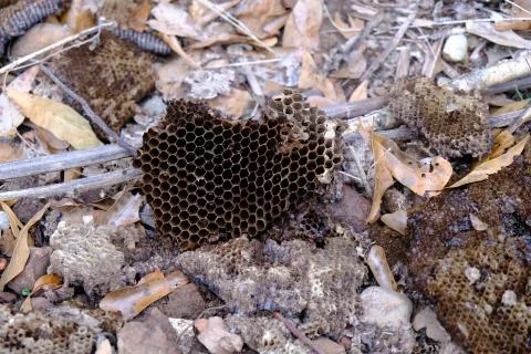 Old bee hive cluster Stock Photos