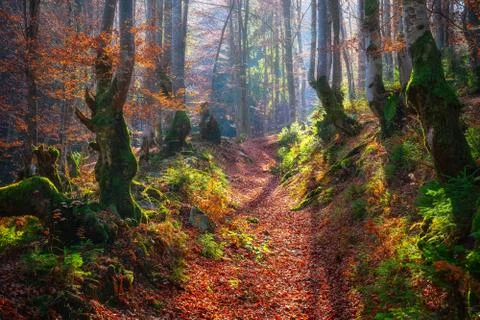 Old beech forest Stock-Fotos