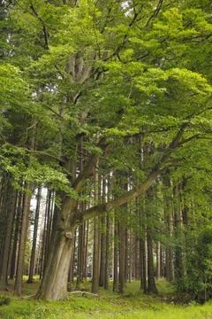 Old beech on forest side Stock Photos