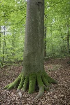An old beech with massive roots, germany Stock Photos