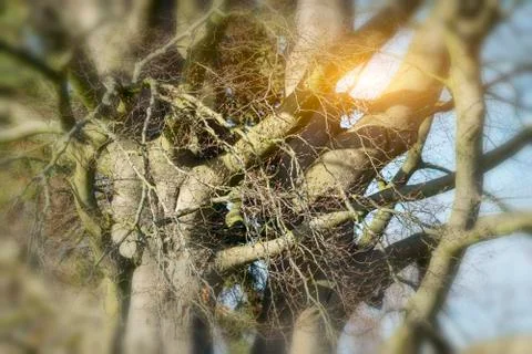 Old beech in the park Stock Photos