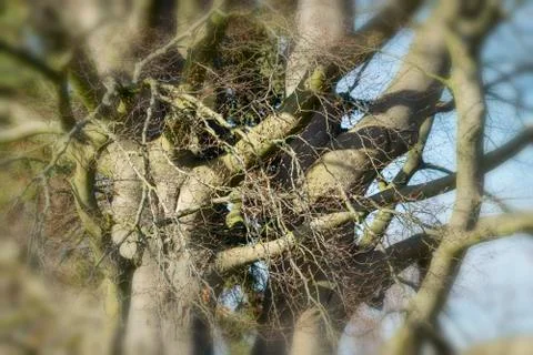 Old beech in the park Stock Photos