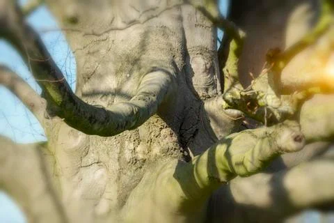 Old beech in the park Stock Photos