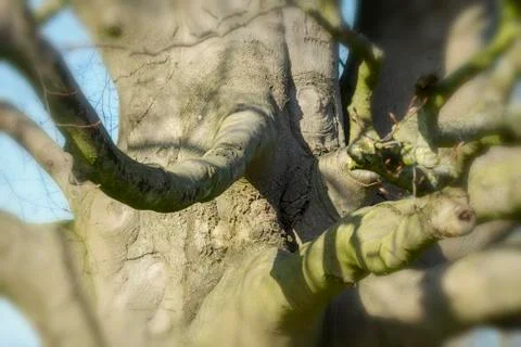 Old beech in the park Stock Photos