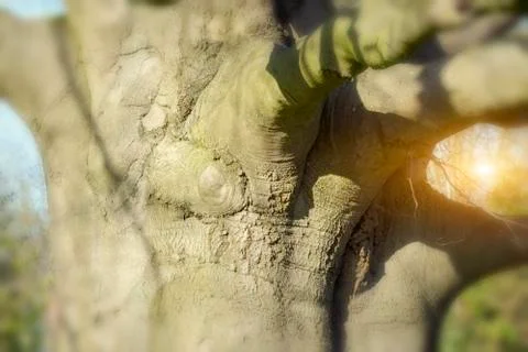 Old beech in the park Stock Photos