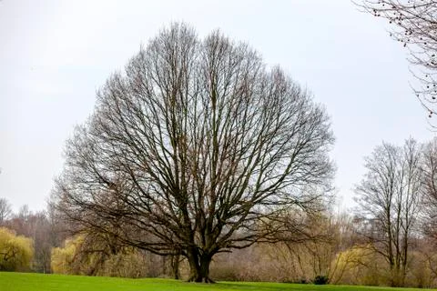 Old beech Stock Photos