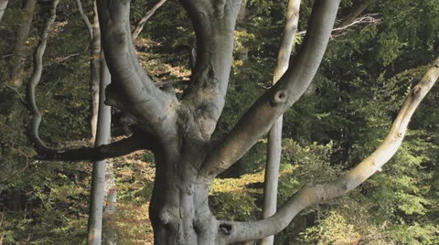 Old Beech Tree In The Forest Stock Footage 36628077