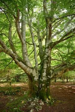 Old beech tree in lush green forest Stock Photos