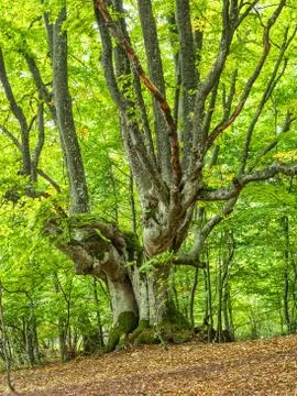 Old beech tree in mountain forest. Stock Photos