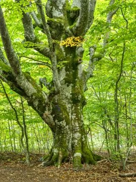 Old beech tree in mountain forest. Stock Photos