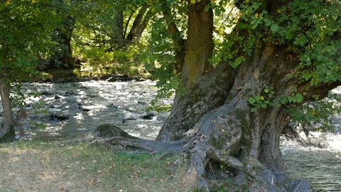Old beech tree near flowing Olt river in Transylvania Stock Footage 116011739