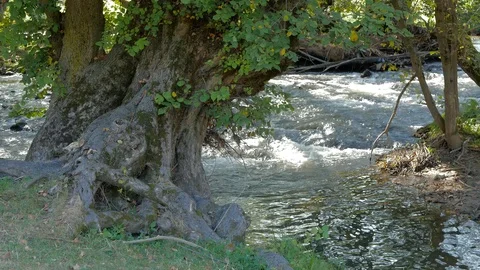 Old beech tree near flowing Olt river in Transylvania Stock Footage 116011740