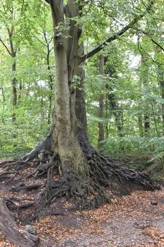 Old beech tree rooting towards the course of a stream Stock Photos