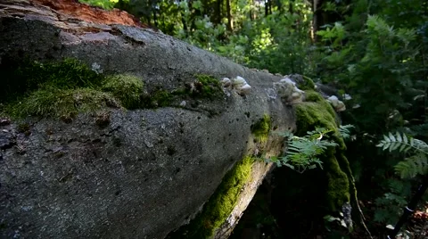 Old Beech Tree Tracking Shot Stock Footage 40519192