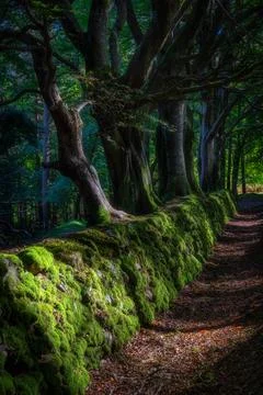 Old beech trees growing on old mossy stone wall, Glendalough, Wicklow Mountains Stock Photos