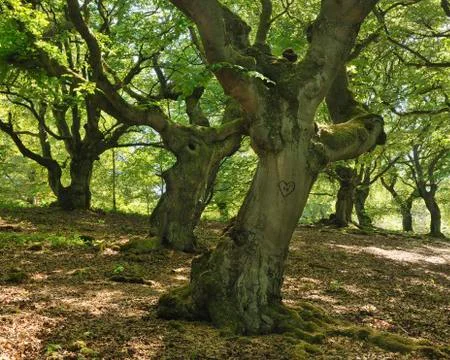 Old Beech Trees, Kellerwald-Edersee National Park, Hesse, Germany Stock Photos
