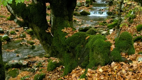 Old beech trunk covered with moss Stock Footage 128768179