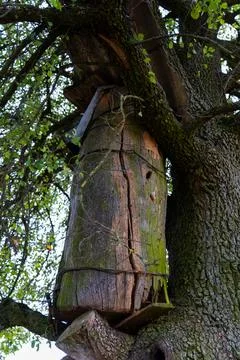 An old beehive on a tree in the village. A rustic abandoned beehive Stock Photos