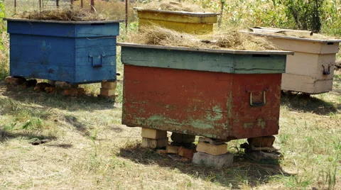 Old beehives in the meadow Stock-Footage 68169918