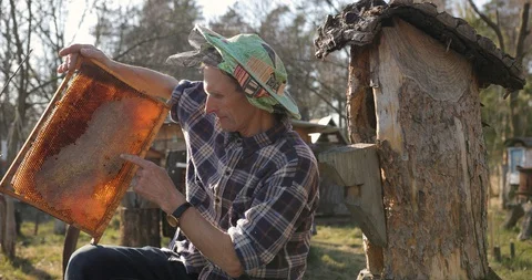 Old beekeeper in hat veil holding and inspecting the honeycombs on the wooden Stock Footage 127941542