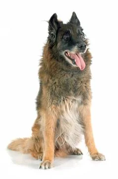 Old belgian shepherd Stock Photos