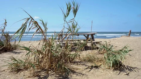 Old bench covered by shrub looking out to the ocean Stock Footage 94727653
