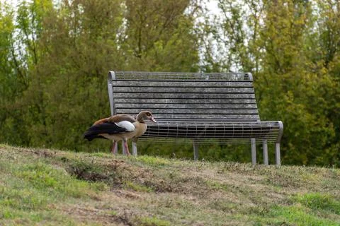 An old bench in the forest and a bird that walks Stock Photos