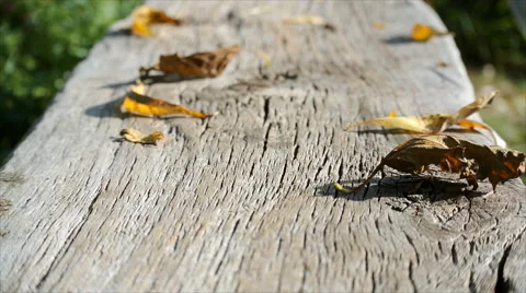 Old bench in the forest. Bench with fallen leaves Stock Footage 54683234