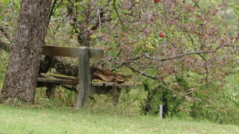 An old bench under an apple tree in autumn Stock Footage 283120797