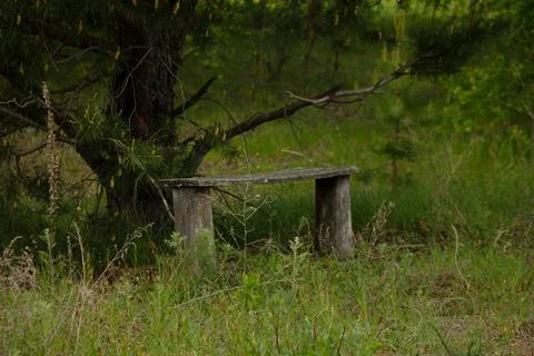 An old bench under a pine tree Stock Photos