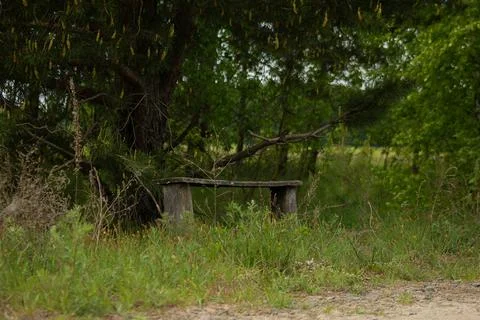 An old bench under a pine tree Stock-Fotos