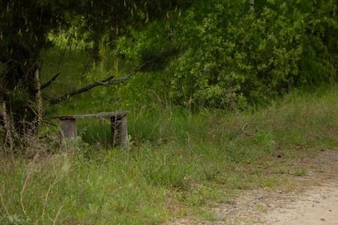 An old bench under a pine tree Stock-Fotos