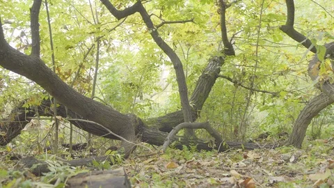 Old bent tree in the forest Stock Footage 87162083