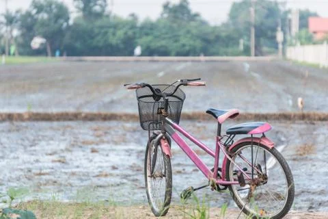 Old bicycle in paddy field. Stock Photos